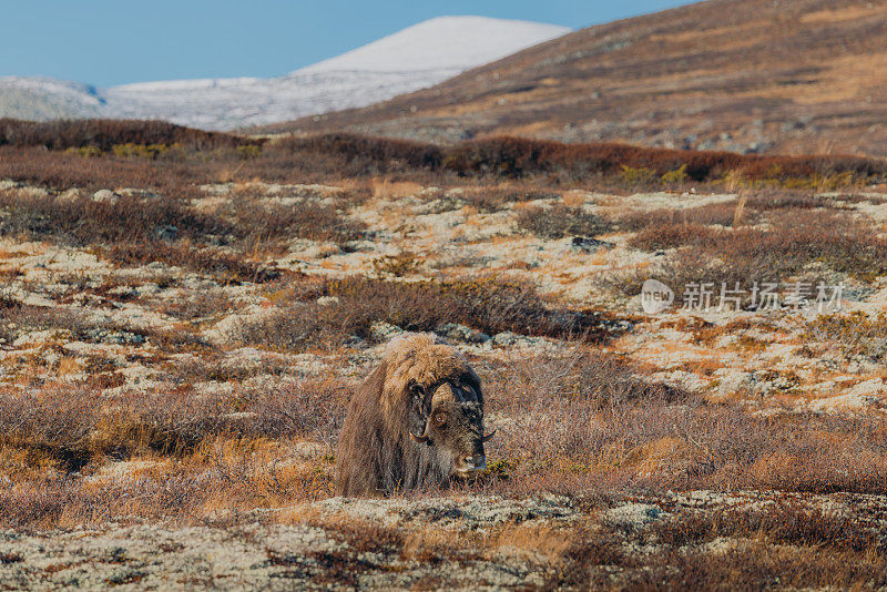 在挪威的Dovrefjell-Sunndalsfjella国家公园，一只麝牛(Ovibos Moschatus)在阳光明媚的秋日里在广阔的山间搏斗